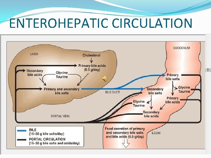 ENTEROHEPATIC CIRCULATION 