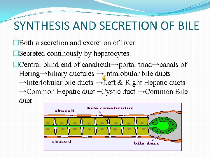 SYNTHESIS AND SECRETION OF BILE �Both a secretion and excretion of liver. �Secreted continously