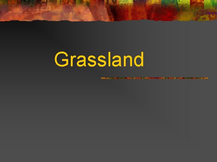 Grassland 
