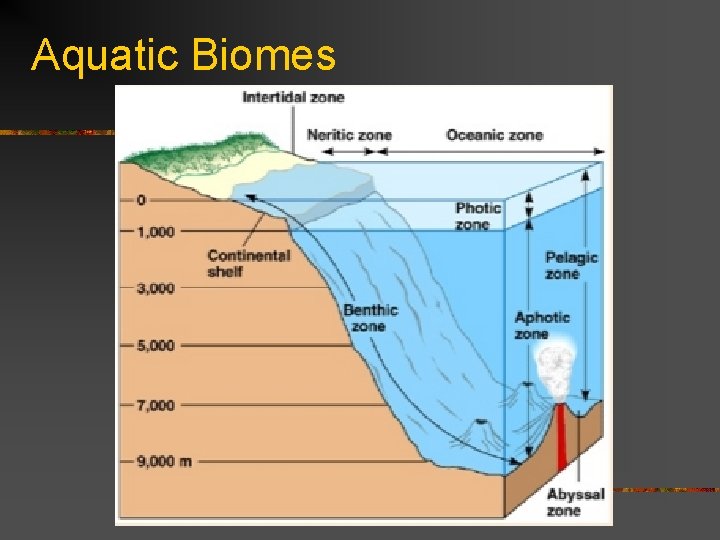 Aquatic Biomes 