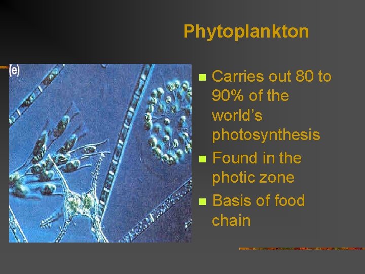 Phytoplankton n Carries out 80 to 90% of the world’s photosynthesis Found in the