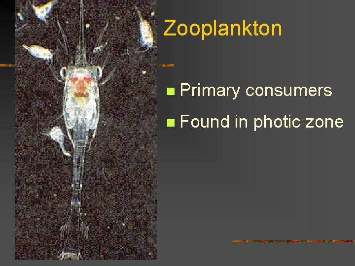 Zooplankton n Primary consumers n Found in photic zone 