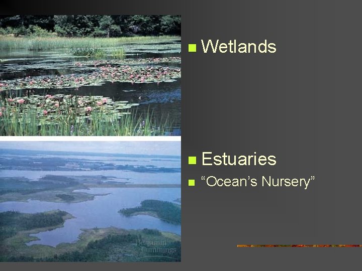 n Wetlands n Estuaries n “Ocean’s Nursery” 