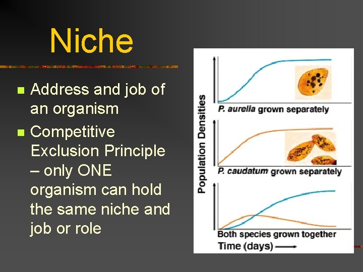 Niche n n Address and job of an organism Competitive Exclusion Principle – only