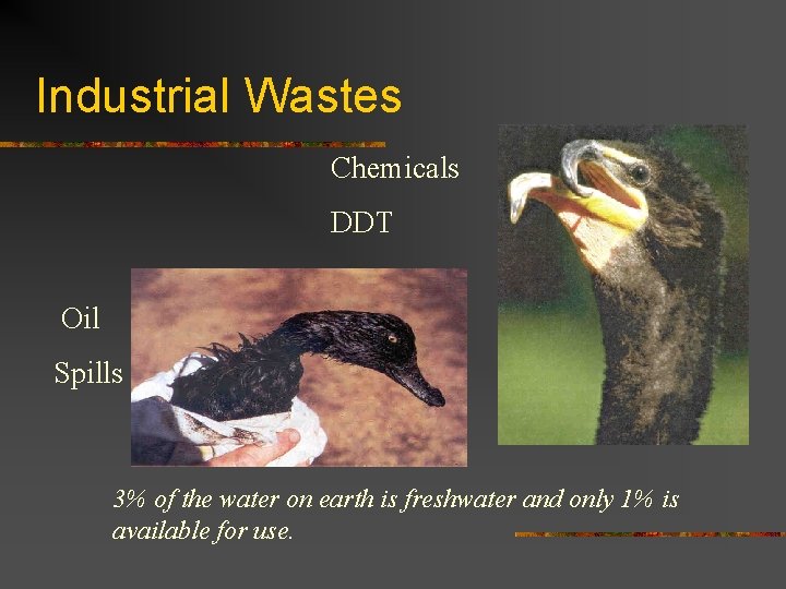 Industrial Wastes Chemicals DDT Oil Spills 3% of the water on earth is freshwater