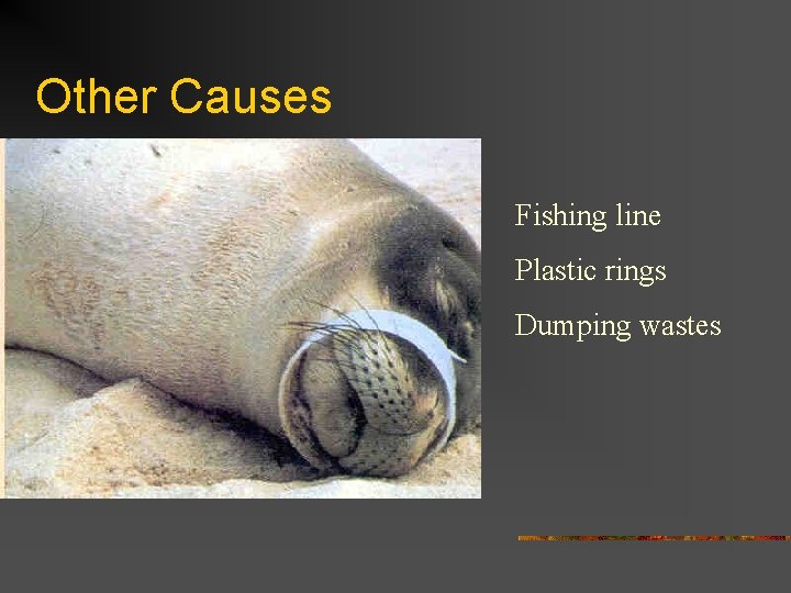 Other Causes Fishing line Plastic rings Dumping wastes 