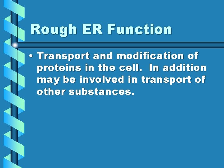 Rough ER Function • Transport and modification of proteins in the cell. In addition