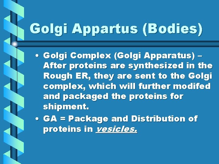 Golgi Appartus (Bodies) • Golgi Complex (Golgi Apparatus) – After proteins are synthesized in