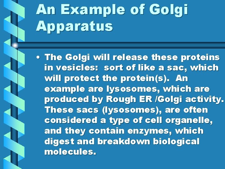 An Example of Golgi Apparatus • The Golgi will release these proteins in vesicles: