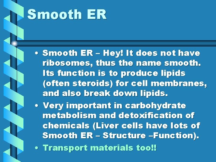 Smooth ER • Smooth ER – Hey! It does not have ribosomes, thus the