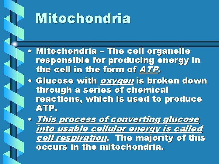 Mitochondria • Mitochondria – The cell organelle responsible for producing energy in the cell