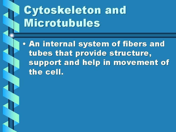 Cytoskeleton and Microtubules • An internal system of fibers and tubes that provide structure,