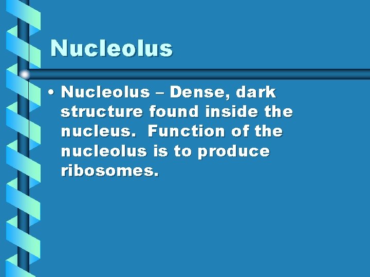 Nucleolus • Nucleolus – Dense, dark structure found inside the nucleus. Function of the