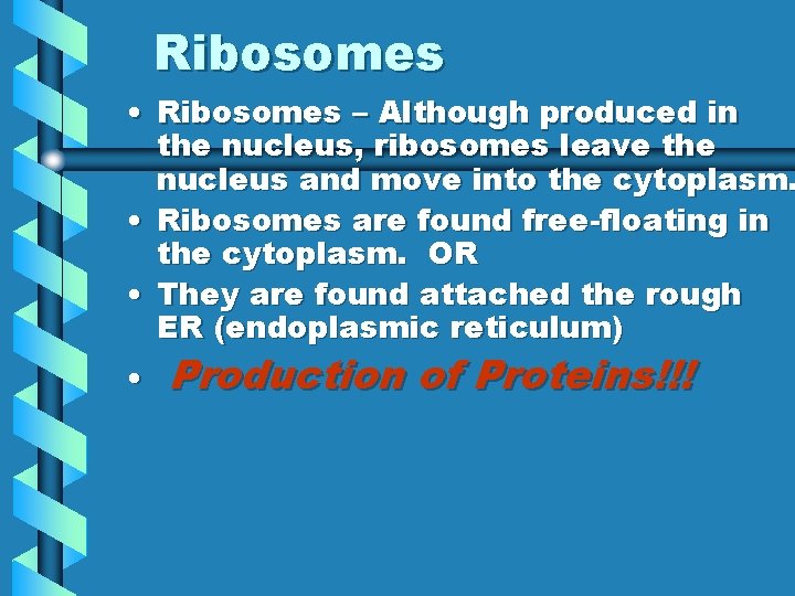 Ribosomes • Ribosomes – Although produced in the nucleus, ribosomes leave the nucleus and