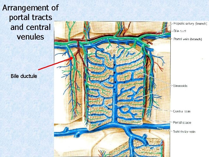 Arrangement of portal tracts and central venules Bile ductule Arrangement of portal tracts and central venules Bile ductule