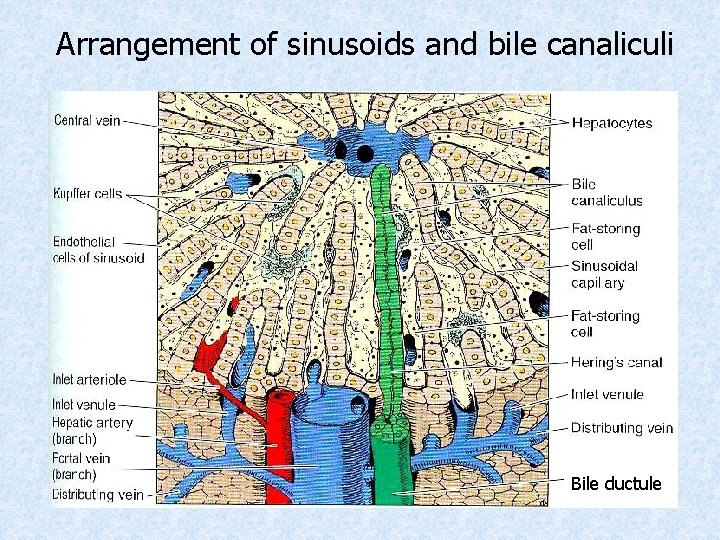 Arrangement of sinusoids and bile canaliculi Bile ductule Arrangement of sinusoids and bile canaliculi Bile ductule