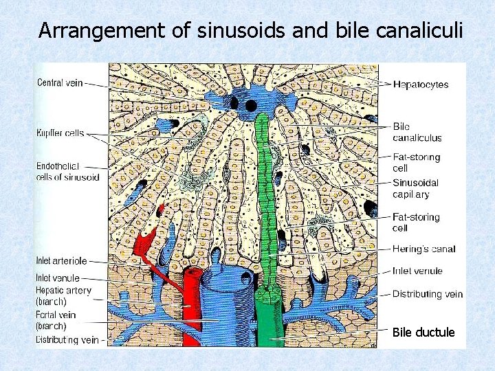 Arrangement of sinusoids and bile canaliculi Bile ductule 