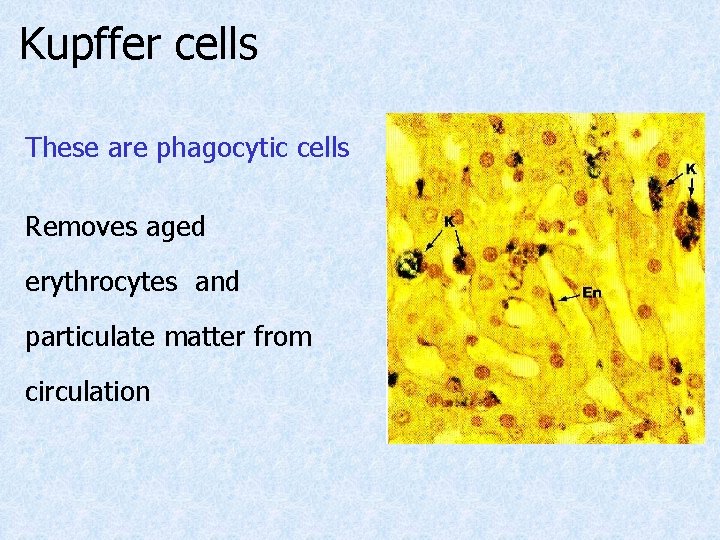 Kupffer cells These are phagocytic cells Removes aged erythrocytes and particulate matter from circulation