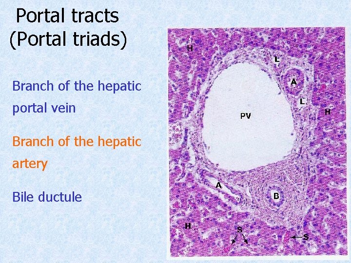 Portal tracts (Portal triads) Branch of the hepatic portal vein Branch of the hepatic