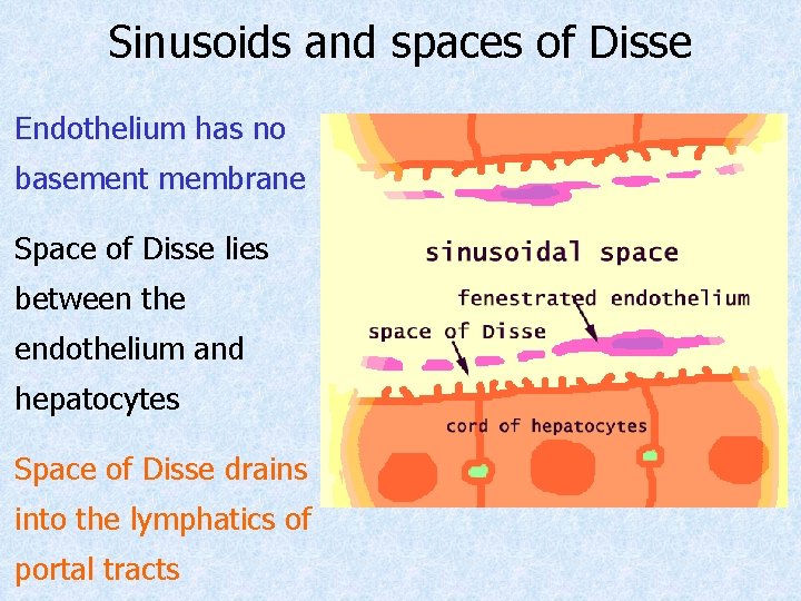 Sinusoids and spaces of Disse Endothelium has no basement membrane Space of Disse lies