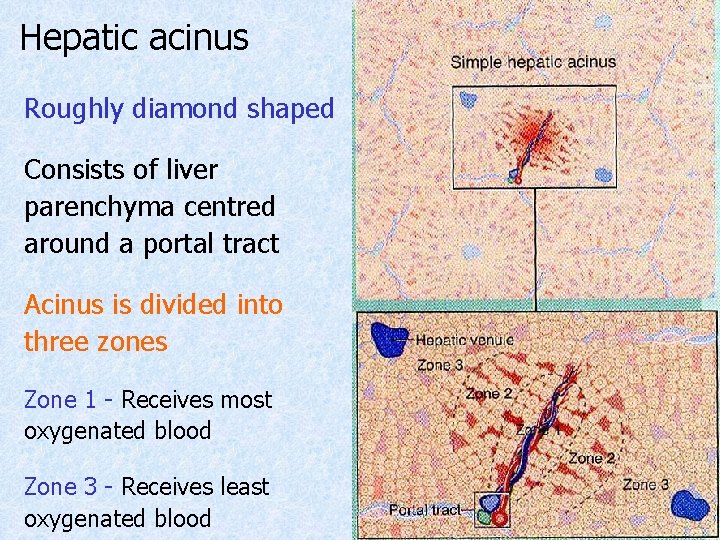 Hepatic acinus Roughly diamond shaped Consists of liver parenchyma centred around a portal tract