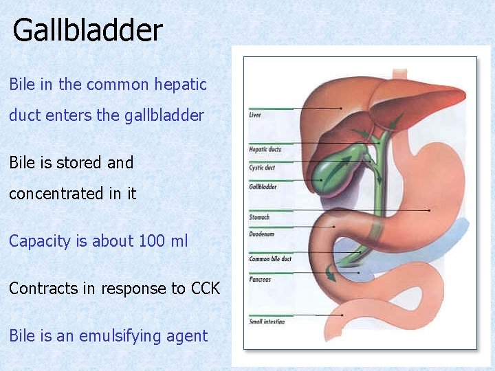 Gallbladder Bile in the common hepatic duct enters the gallbladder Bile is stored and