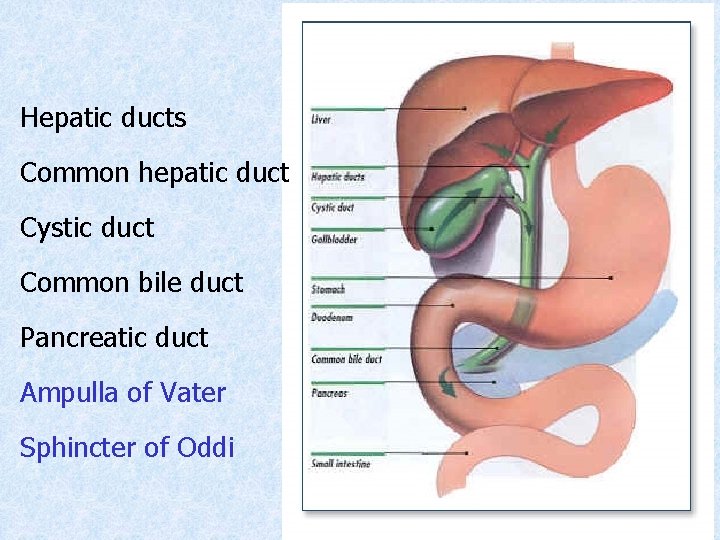 Hepatic ducts Common hepatic duct Cystic duct Common bile duct Pancreatic duct Ampulla of