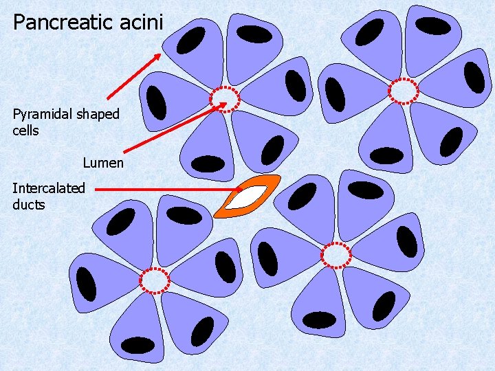 Pancreatic acini Pyramidal shaped cells Lumen Intercalated ducts Pancreatic acini Pyramidal shaped cells Lumen Intercalated ducts