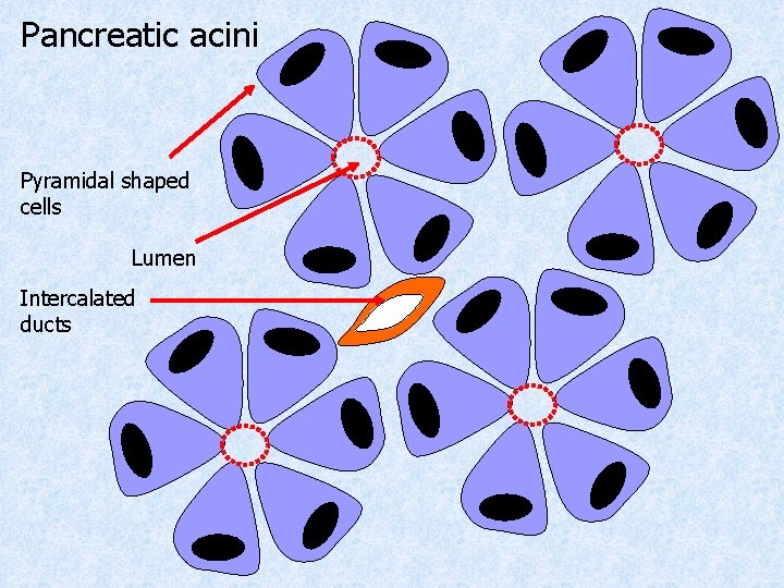 Pancreatic acini Pyramidal shaped cells Lumen Intercalated ducts 