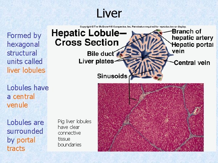 Liver Formed by hexagonal structural units called liver lobules Lobules have a central venule Liver Formed by hexagonal structural units called liver lobules Lobules have a central venule