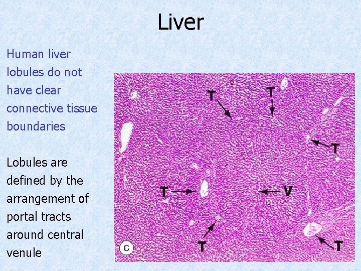 Liver Human liver lobules do not have clear connective tissue boundaries Lobules are defined Liver Human liver lobules do not have clear connective tissue boundaries Lobules are defined