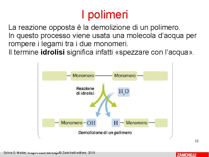 I polimeri La reazione opposta è la demolizione di un polimero. In questo processo