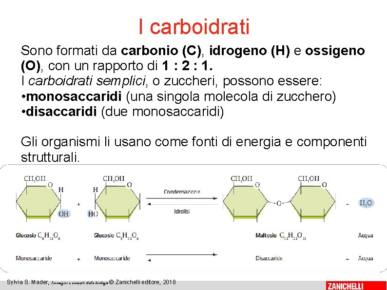 I carboidrati Sono formati da carbonio (C), idrogeno (H) e ossigeno (O), con un