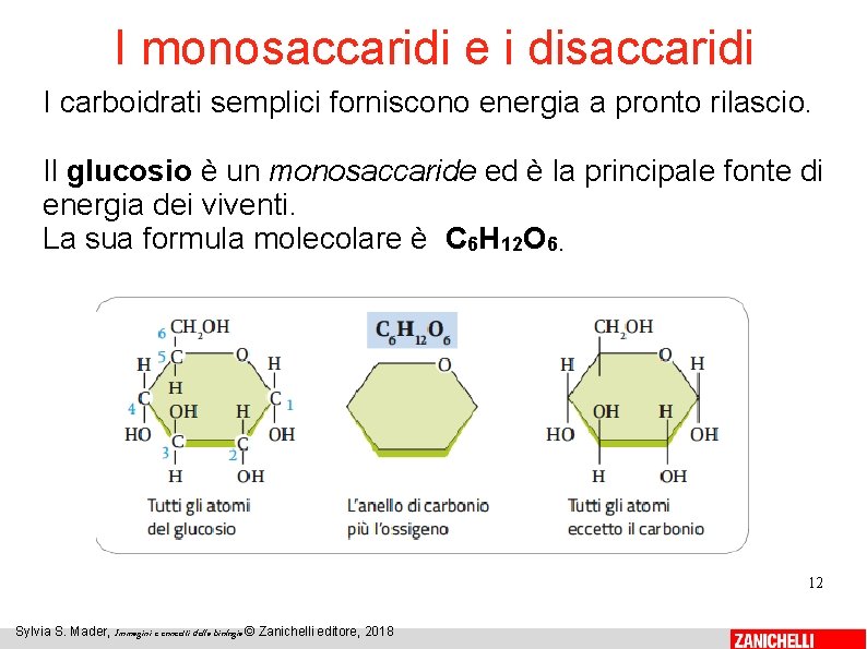 I monosaccaridi e i disaccaridi I carboidrati semplici forniscono energia a pronto rilascio. Il