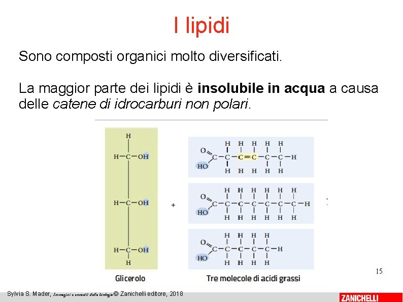 I lipidi Sono composti organici molto diversificati. La maggior parte dei lipidi è insolubile