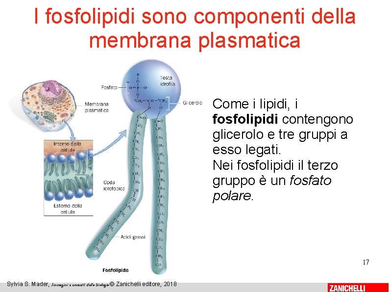 I fosfolipidi sono componenti della membrana plasmatica Come i lipidi, i fosfolipidi contengono glicerolo