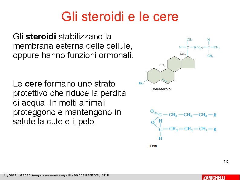 Gli steroidi e le cere Gli steroidi stabilizzano la membrana esterna delle cellule, oppure