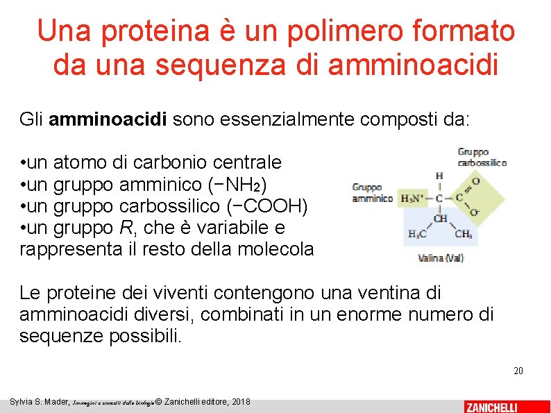 Una proteina è un polimero formato da una sequenza di amminoacidi Gli amminoacidi sono