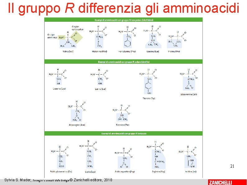 Il gruppo R differenzia gli amminoacidi 21 Sylvia S. Mader, Immagini e concetti della