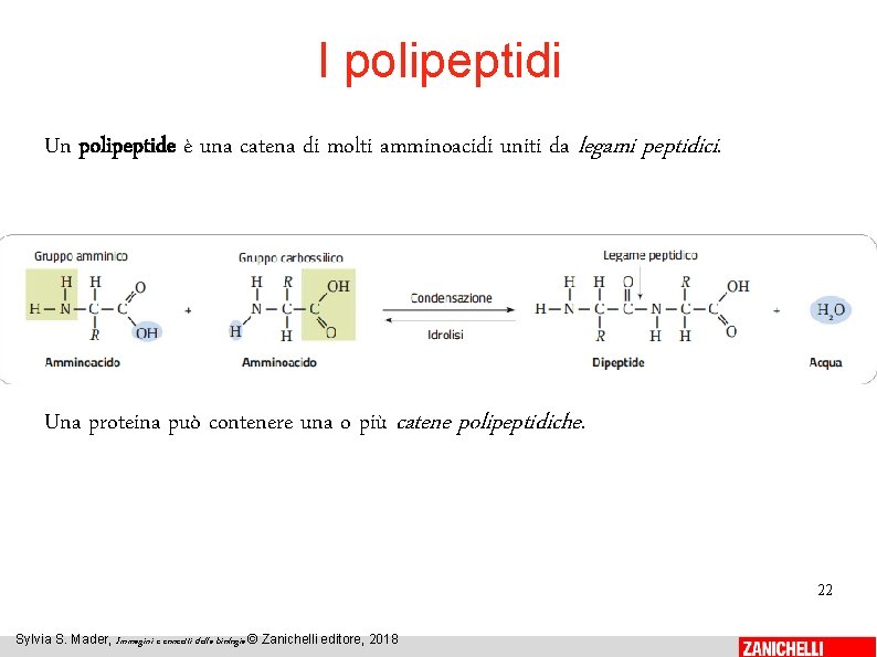 I polipeptidi Un polipeptide è una catena di molti amminoacidi uniti da legami peptidici.