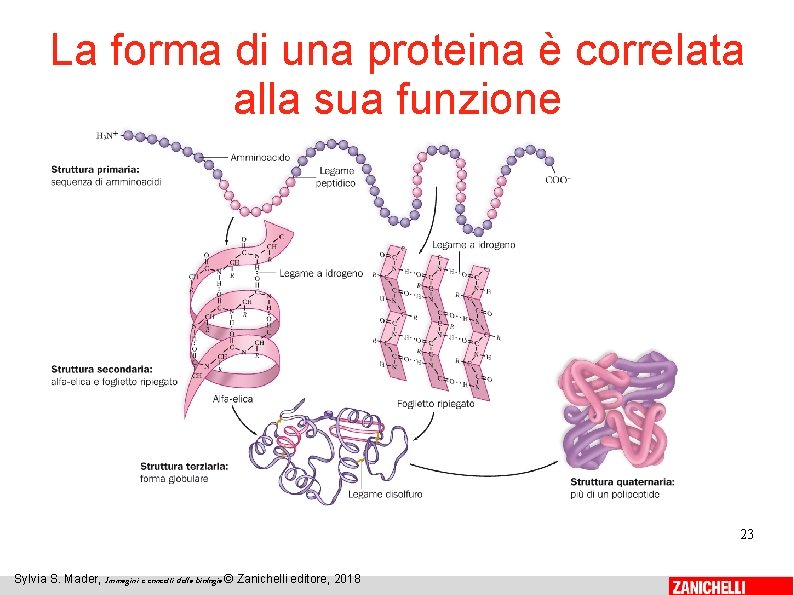 La forma di una proteina è correlata alla sua funzione 23 Sylvia S. Mader,