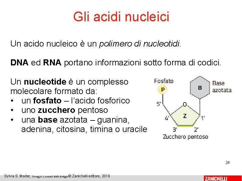 Gli acidi nucleici Un acido nucleico è un polimero di nucleotidi. DNA ed RNA