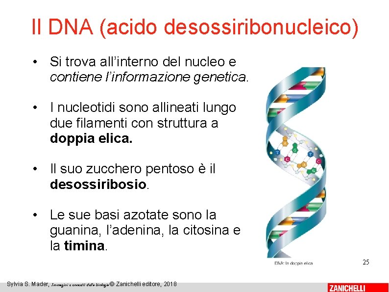 Il DNA (acido desossiribonucleico) • Si trova all’interno del nucleo e contiene l’informazione genetica.