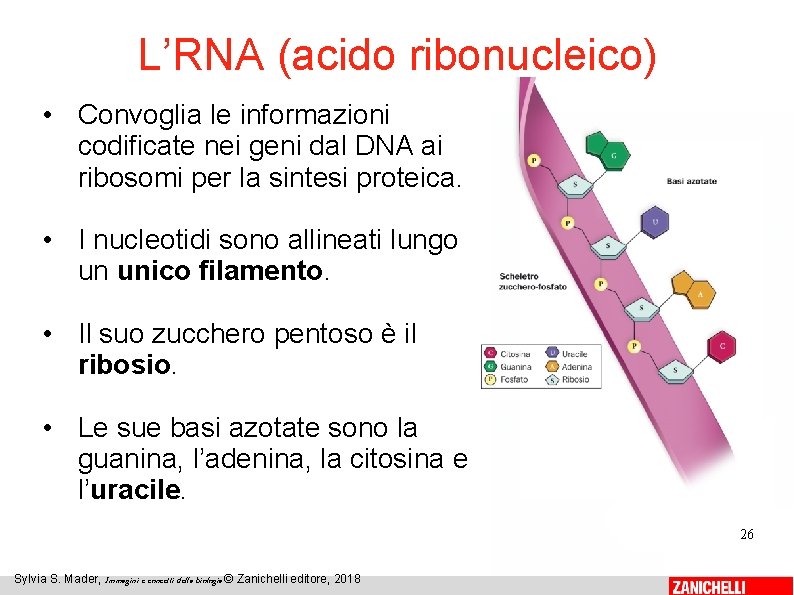 L’RNA (acido ribonucleico) • Convoglia le informazioni codificate nei geni dal DNA ai ribosomi