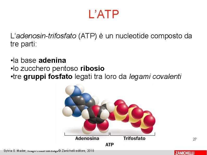 L’ATP L’adenosin-trifosfato (ATP) è un nucleotide composto da tre parti: • la base adenina