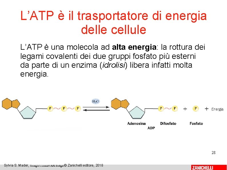 L’ATP è il trasportatore di energia delle cellule L’ATP è una molecola ad alta