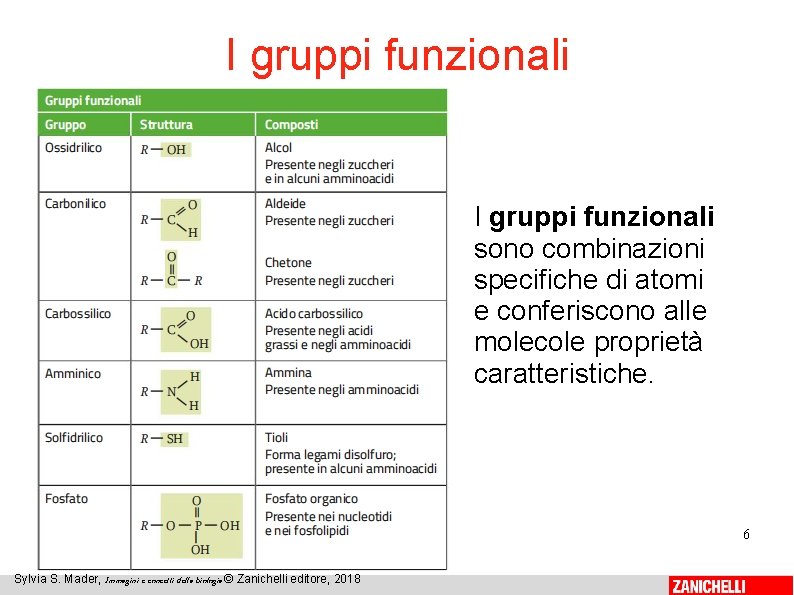 I gruppi funzionali sono combinazioni specifiche di atomi e conferiscono alle molecole proprietà caratteristiche.