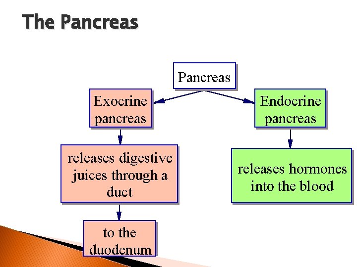 The Pancreas Exocrine pancreas Endocrine pancreas releases digestive juices through a duct releases hormones