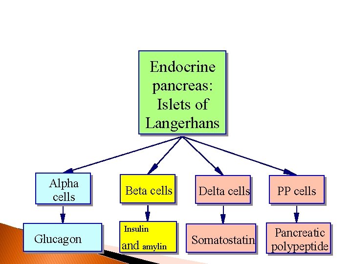 Endocrine pancreas: Islets of Langerhans Alpha cells Glucagon Beta cells Insulin and amylin Delta