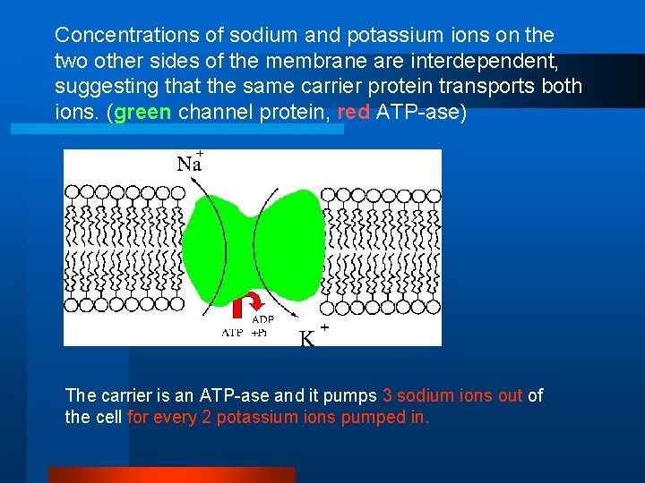 Concentrations of sodium and potassium ions on the two other sides of the membrane